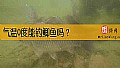 气温0度能钓鲫鱼吗？