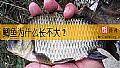 《鲫鱼为什么长不大？》封面图