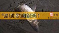 气温1到6度钓鲫鱼行吗？