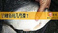 《钓鲫鱼用几号漂？》封面图
