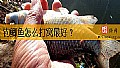 钓鲫鱼怎么打窝最好？