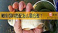 《鲫鱼饵料搭配怎么最合理？》封面图