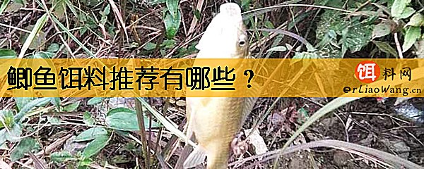 鲫鱼饵料推荐有哪些