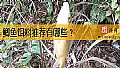 《鲫鱼饵料推荐有哪些？》封面图