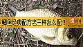 鲫鱼经典配方老三样怎么配？