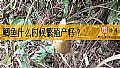 《鲫鱼什么时候繁殖产籽？》封面图