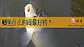 鲫鱼什么时间最好钓？