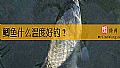 鲫鱼什么温度好钓?