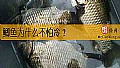 鲫鱼为什么不怕冷?
