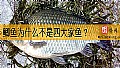 《鲫鱼为什么不是四大家鱼？》封面图