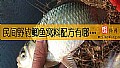 民间野钓鲫鱼窝料配方有哪些？