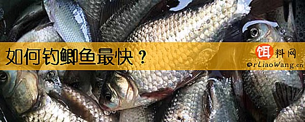 如何钓鲫鱼最快