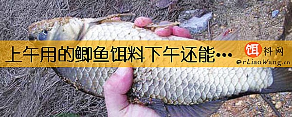 上午用的鲫鱼饵料下午还能用吗