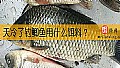 《天冷了钓鲫鱼用什么饵料？》封面图