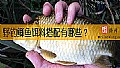 野钓鲫鱼饵料搭配有哪些？