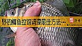 野钓鲫鱼拉饵调漂最佳方法有哪些？