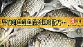 《野钓鲫鱼鲤鱼通杀饵料配方有哪些？》封面图