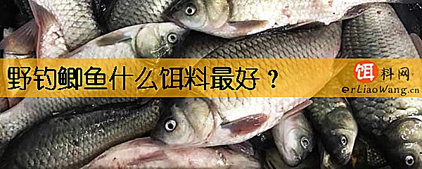 野钓鲫鱼什么饵料最好