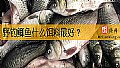 野钓鲫鱼什么饵料最好？
