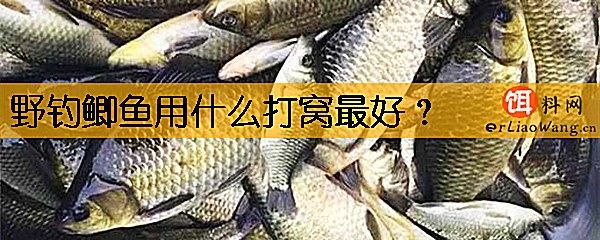 野钓鲫鱼用什么打窝最好