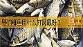 野钓鲫鱼用什么打窝最好？