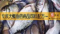 《专攻大鲫鱼的商品饵料配方有哪些？》封面图