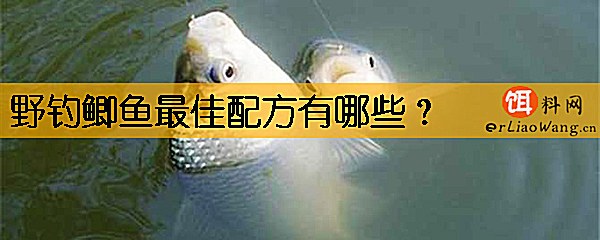 野钓鲫鱼最佳配方有哪些