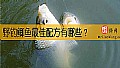 《野钓鲫鱼最佳配方有哪些？》封面图
