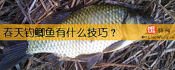 春天钓鲫鱼有什么技巧