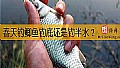 春天钓鲫鱼钓底还是钓半水？