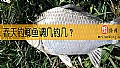 春天钓鲫鱼调几钓几？