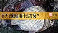 《春天钓鲫鱼用什么打窝？》封面图