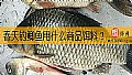《春天钓鲫鱼用什么商品饵料？》封面图
