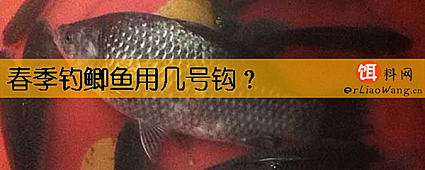 春季钓鲫鱼用几号钩