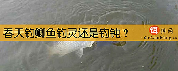 春天钓鲫鱼钓灵还是钓钝