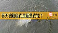 《春天钓鲫鱼钓灵还是钓钝？》封面图