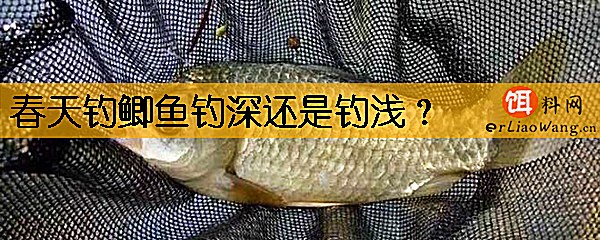 春天钓鲫鱼钓深还是钓浅