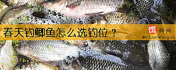 春天钓鲫鱼怎么选钓位