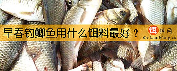 早春钓鲫鱼用什么饵料最好