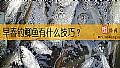 《早春钓鲫鱼有什么技巧？》封面图