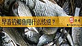 《早春钓鲫鱼用什么线组？》封面图
