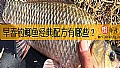 早春钓鲫鱼经典配方有哪些？