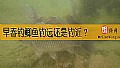 《早春钓鲫鱼钓远还是钓近？》封面图