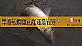 早春钓鲫鱼钓底还是钓浮？