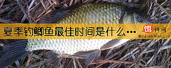 夏季钓鲫鱼最佳时间是什么时候