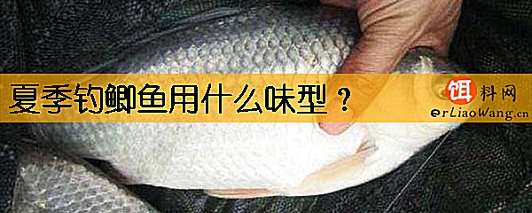 夏季钓鲫鱼用什么味型