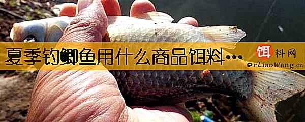 夏季钓鲫鱼用什么商品饵料最好