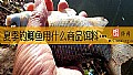 《夏季钓鲫鱼用什么商品饵料最好？》封面图