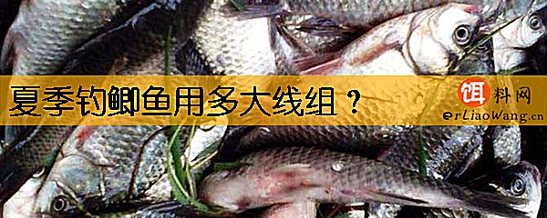 夏季钓鲫鱼用多大线组