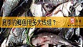 《夏季钓鲫鱼用多大线组？》封面图